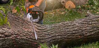  North Lakeport, CA Tree Services Pros