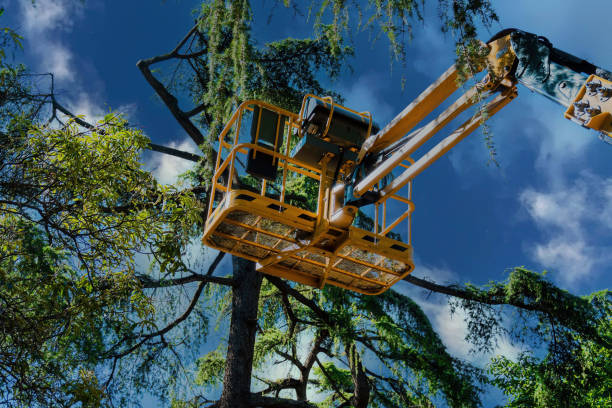 Best Tree Risk Assessment  in North Lakeport, CA