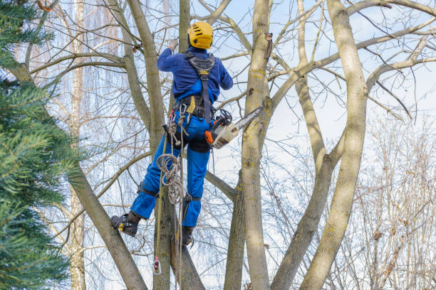 Best Tree Risk Assessment  in North Lakeport, CA