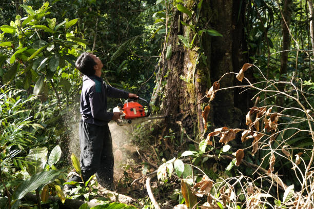 Best Root Management and Removal  in North Lakeport, CA