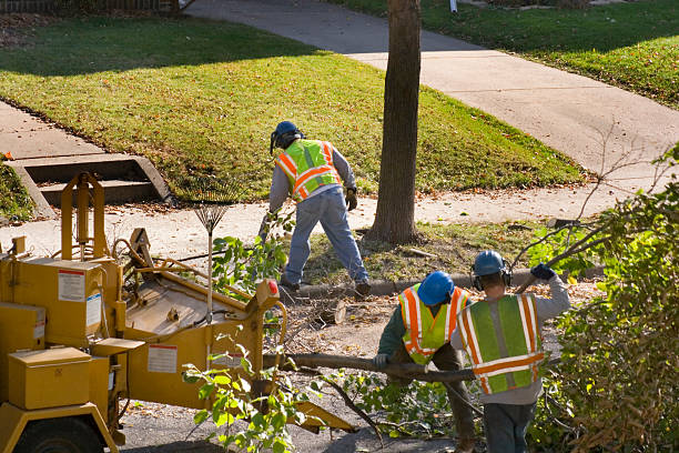 Best Commercial Tree Services  in North Lakeport, CA