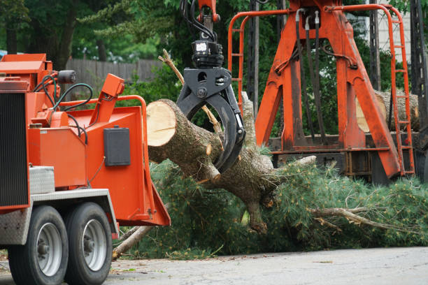 Best Tree Mulching  in North Lakeport, CA