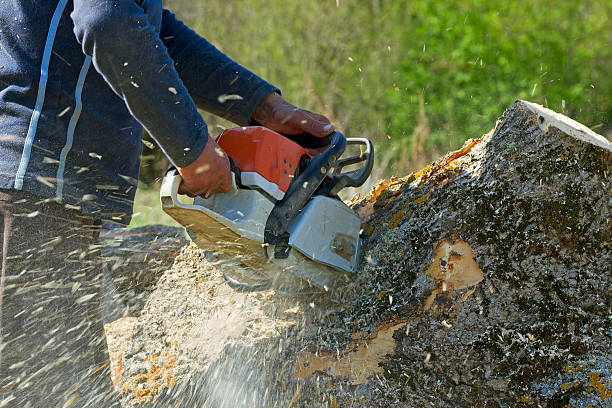 Best Emergency Tree Removal  in North Lakeport, CA